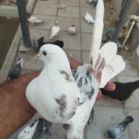 کبوتر