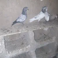 کفتر خوب کلی همش به شرط پریدن