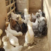فروش جوجه  از مولد  اصیل سلطان وگلین