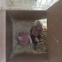 جوجه سرلاکی عروس هلندی ومرغ عشق