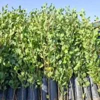 بزگترین نهالستان حومه پسته بادام غیره قیمت مناسب