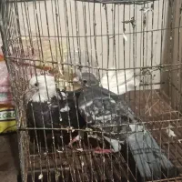 یک جفت کبوتر پرشی