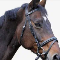 آموزش سوارکاری و فروش لوازم سوارکاری|اسب و تجهیزات اسب‌سواری|صفادشت, |دیوار