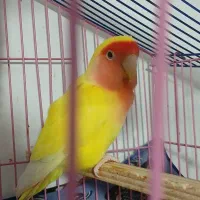 طوطی برزیلی زرد نر|پرنده|بجنورد, |دیوار