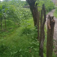 فروش زمین 350|فروش زمین و ملک کلنگی|آستارا, |دیوار