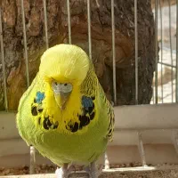 مرغ عشق انگلیسی ماده آماده مست سالم بالغ