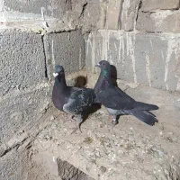 کبوتر|پرنده|سبزوار, باهنر|دیوار