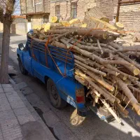 برش و هرس درختان بصورت حرفه ای