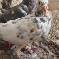 کفتر زرد سرخ سبز سار کله هما|پرنده|تربت‌حیدریه, نواب صفوی|دیوار