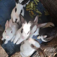 سفیدمشکی|موش و خرگوش|لوندویل, |دیوار