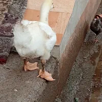 بچه قو غاز لیندا ۴ماهه،۱۷۰۰