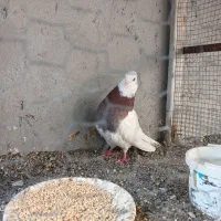 کفتر طوق سرخ|پرنده|میناب, |دیوار