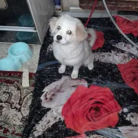 توله سگ ماده پاکوتاه ۴ ماهه با شناسنامه|سگ|کرج, برغان|دیوار