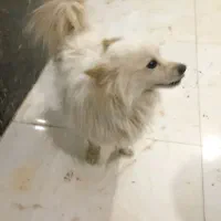 سگ خونگی|سگ|تویسرکان, |دیوار