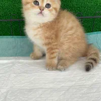 گربه گلد و سیلور