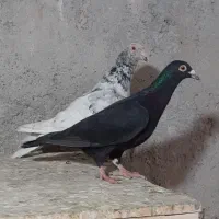 جوجه