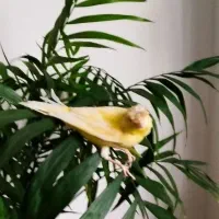 معاوضه قناری با سهره نر