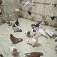 کفتر برای نو بازی|پرنده|مشهد, یوسفیه (شهرک غرب)|دیوار