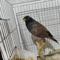 مینا سخنگو افغان کبوتر دم چتری