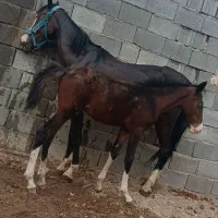 اسب