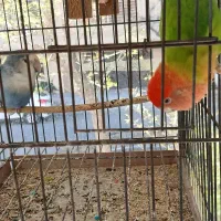 طوطی برزیلی