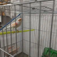 قناری مزایکی