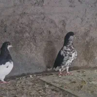 کفتر کبوتر چپ عمری افشون|پرنده|شهر بابک, |دیوار