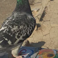 زهگ|پرنده|زهک, |دیوار