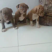 توله پیت بول