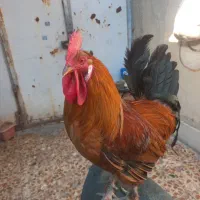 فروش خروس