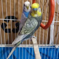 دو جفت مرغ عشق|پرنده|بندر ماهشهر, |دیوار