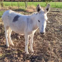 فروش سه راس الاغ