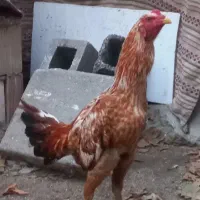 لاری|حیوانات مزرعه|پاکدشت, پاکدشت (مامازند)|دیوار