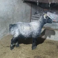 قوچ و میش|حیوانات مزرعه|چغادک, |دیوار