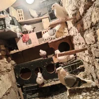 8جفت کبوتر شانی و پلنگ کاکلی