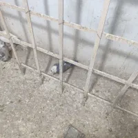 کله سفید ماده|پرنده|سبزوار, امام خمینی (ناوی)|دیوار