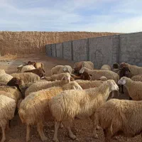میش داشتی  زیادی ابستن شیره داروزیاده