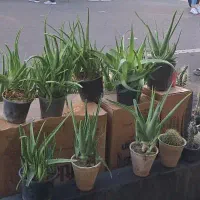 حراج گل کاکتوس و آلوئه ورا فقط تا چند روز