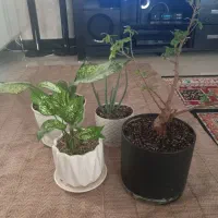گل آپارتمانی زیر قیمت در گیشا