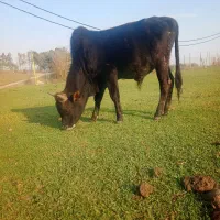 دو راس ورزا سرشاخ میزان|حیوانات مزرعه|سیاهکل, |دیوار