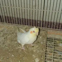 عروس هلندی سرلاکی