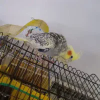 عروس هلندی نر و ماده سخنگو تخم گذار|پرنده|چالوس, |دیوار