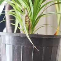 گل بزرگ|گل و گیاه طبیعی|بیرجند, |دیوار