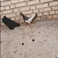 کفتر یهودی معامله