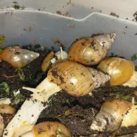 حلزون البینو|خزنده|مشهد, حجاب (شهرک غرب)|دیوار