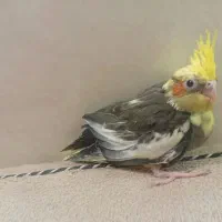 جوجه عروس هلندی دون خور|پرنده|قم, کاسه گران|دیوار