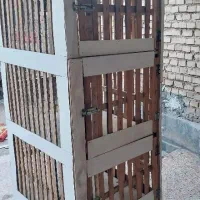 کبوتر|لوازم جانبی حیوانات|فیروزآباد (لرستان), |دیوار