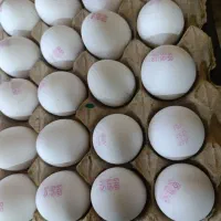 پخش تخم مرغ