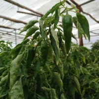 فلفل ریزه تند و شیرین