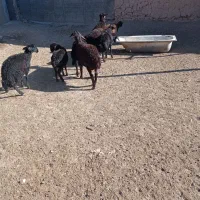 بره نر قره قزل و قزل افشار داشتی|حیوانات مزرعه|قیدار, |دیوار